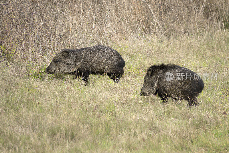 一对野生javalina pecary行走在德克萨斯州的Aransas国家野生动物保护区